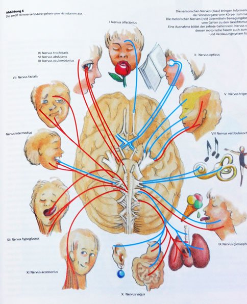Illustration für ein Buch zur Hirnforschung
